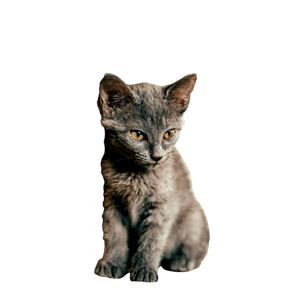 Charming Portrait Of A Small Gray Kitten Looking Curious With A Soft Background. 13944 - Cat PNG image with transparent background